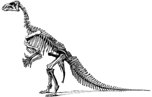 biped dinosaur skeleton